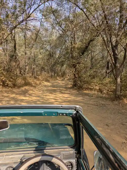 A photo taken from inside a green safari jeep looking down a dusty forest road, with a large tiger lying calmly in the…