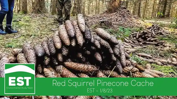 A large pile of pinecones sits in a forest, with two people standing nearby. A green banner at the bottom reads 'Red…