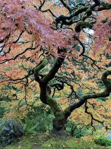 A majestic, ancient tree with gnarled, moss-covered branches and vibrant orange-red autumn leaves stands in a lush, green…