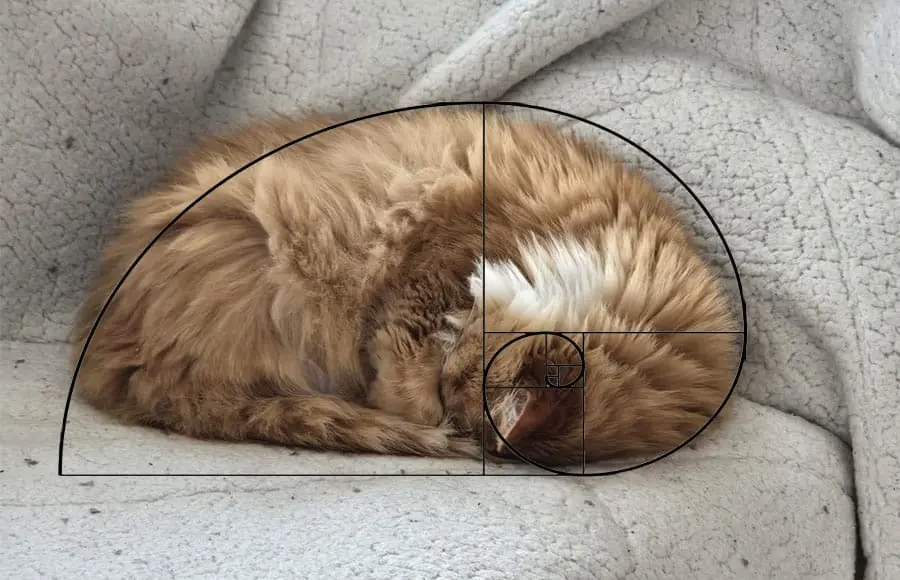 a fluffy ginger cat curled up asleep on a textured white blanket, overlaid with a black line drawing of the golden spiral…
