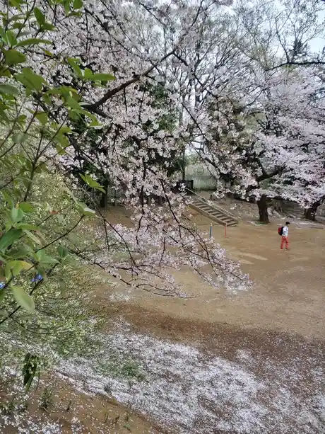 A scenic photo of cherry blossom trees in full bloom with petals scattered across the ground, a person in red pants and a…