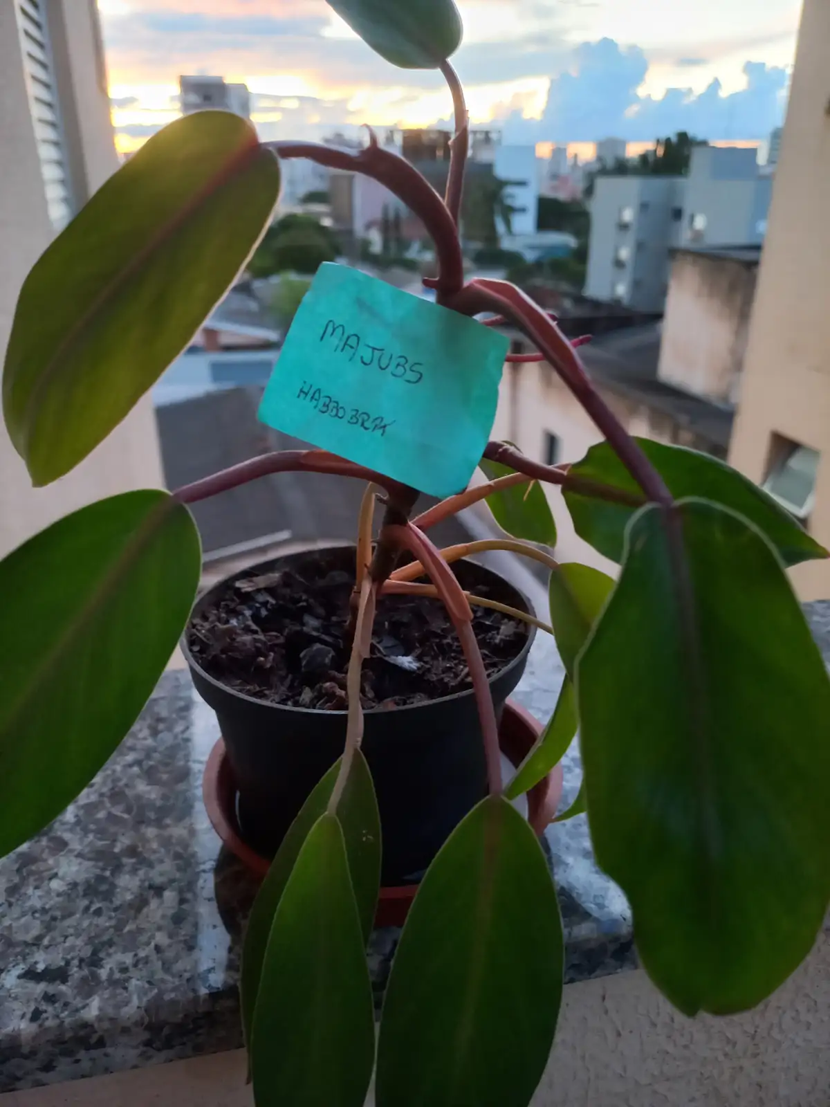 A potted plant with large green leaves and reddish stems sits on a balcony ledge, with a teal tag attached that reads…