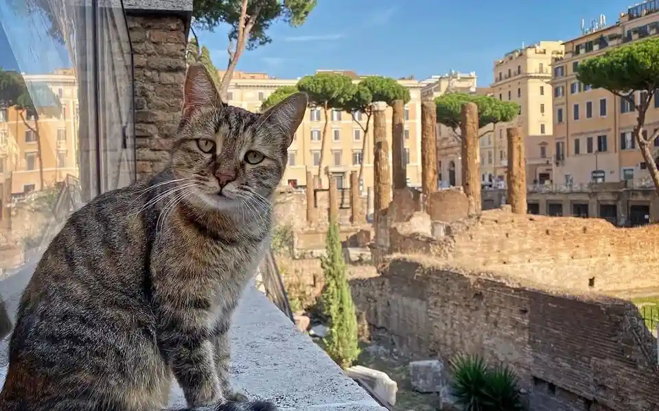 A tabby cat sits regally on a stone ledge overlooking ancient Roman ruins, with weathered columns and historic buildings in…