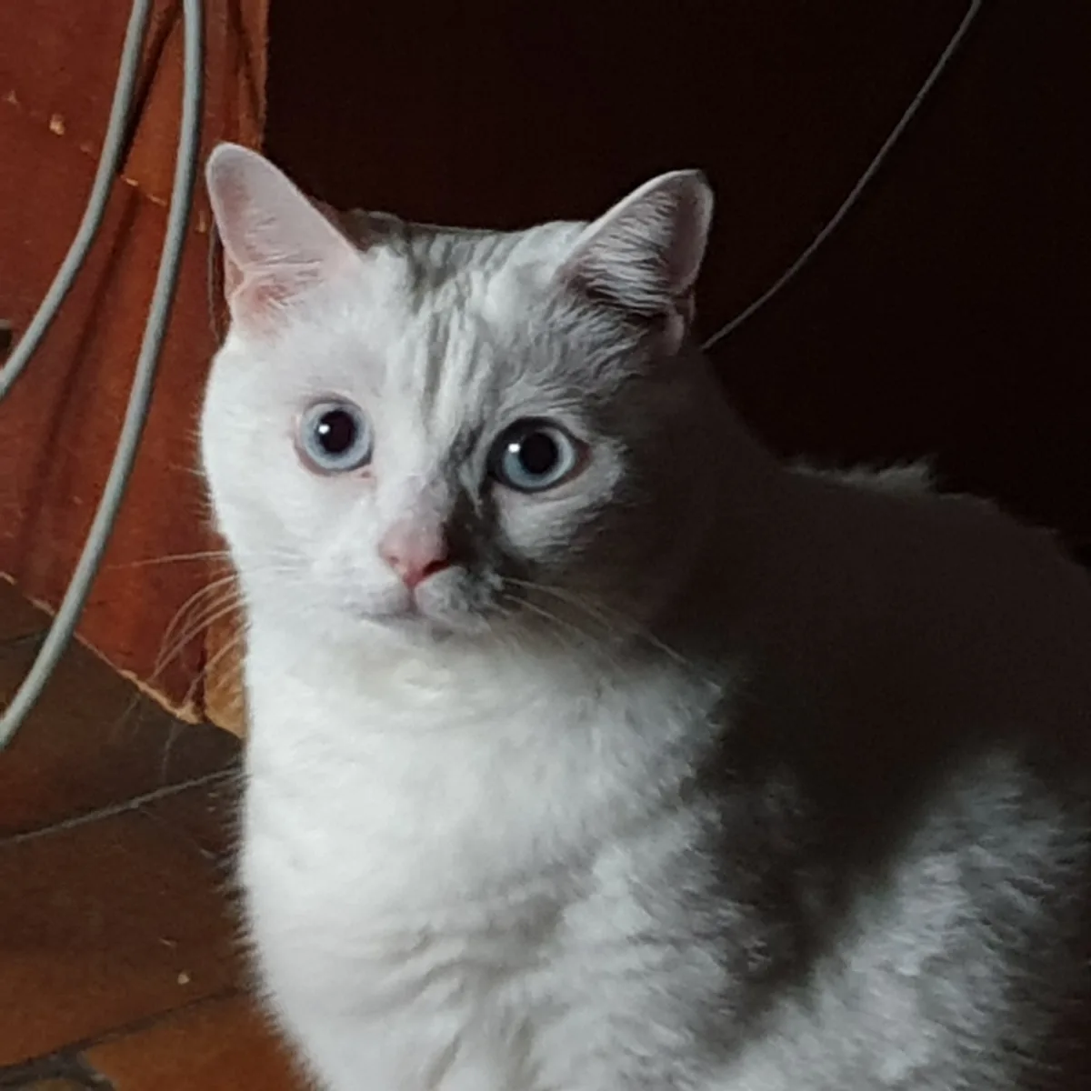 A close-up photo of a white and gray cat with large, wide blue eyes staring directly at the camera, set against a dark…