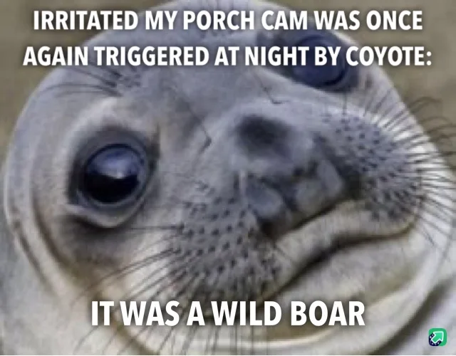 A close-up image of a seal with large, expressive eyes and a slightly smug or exasperated facial expression. White, bold…