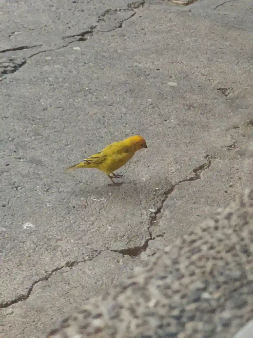 A small yellow bird with an orange head stands on cracked gray pavement, looking down. The image has text overlaid that…