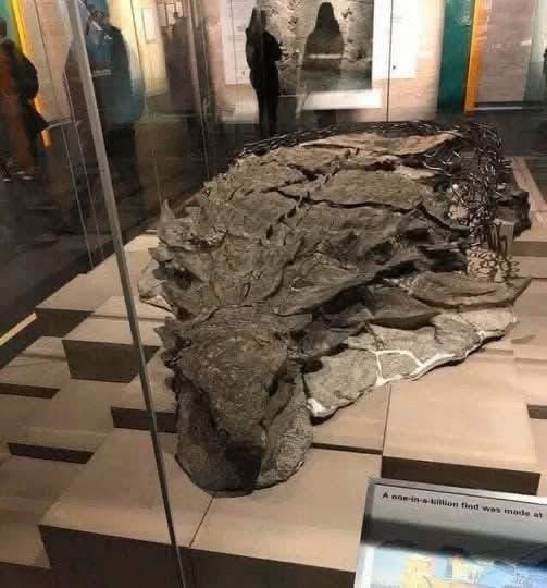 A fossilized, heavily armored prehistoric turtle is displayed in a museum glass case on a tiered platform. The turtle's…