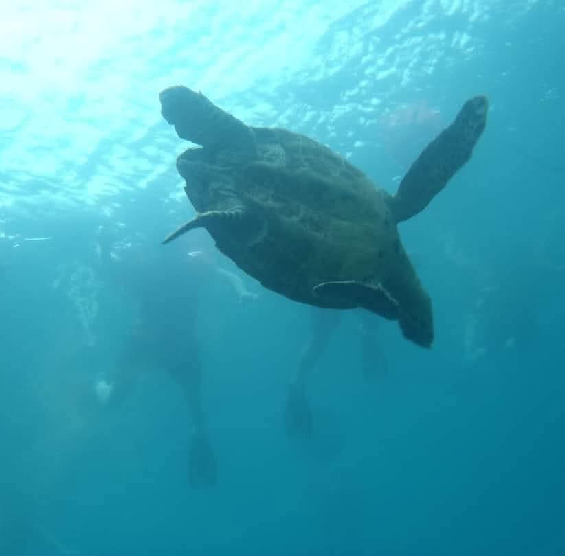 An underwater photo shows a large sea turtle swimming gracefully through clear blue water, with several blurry human figures…