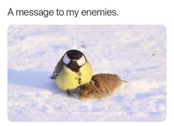 A small yellow and black bird, likely a great tit, is shown in snow, gently pressing its beak against the head of a small…