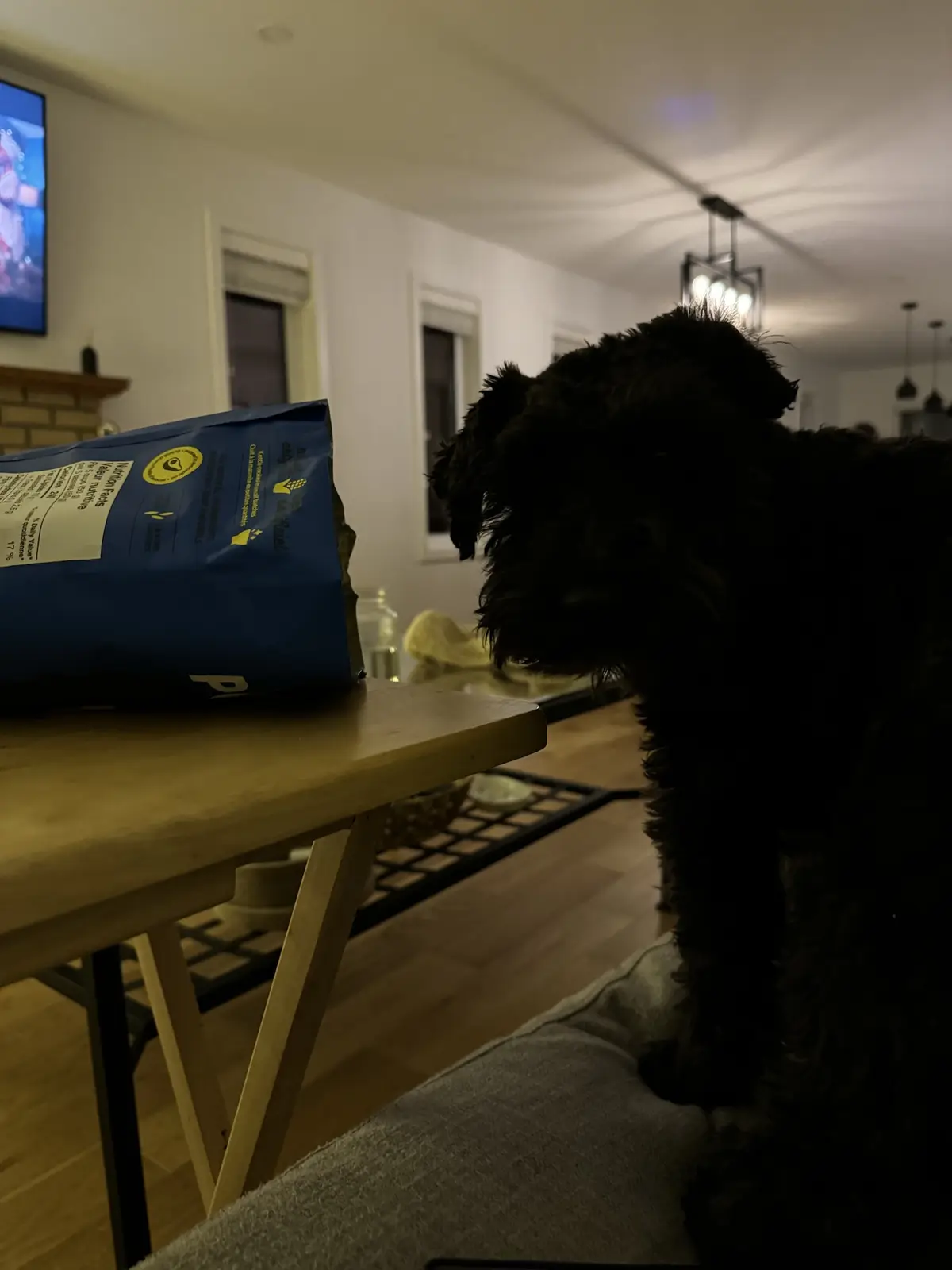 A black, shaggy dog sits on a couch, intently staring at a large blue bag of dog food resting on a wooden table nearby. The…