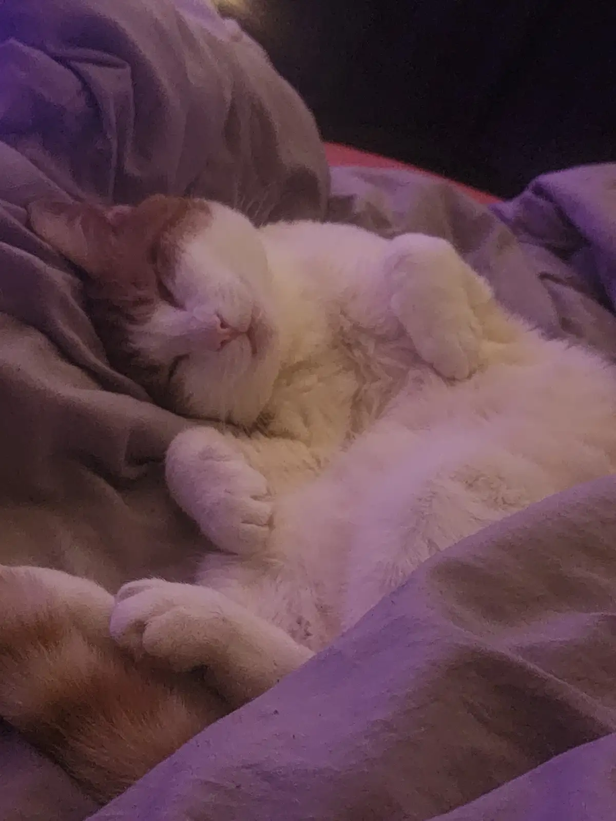 A white and orange cat is sleeping peacefully on its back on a rumpled blanket under purple lighting, with its paws up and…