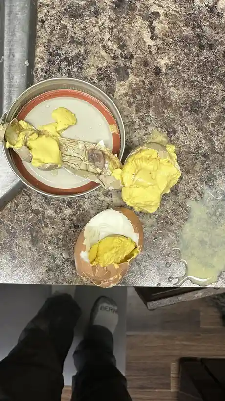 We found our very first fertilized egg! 🥚