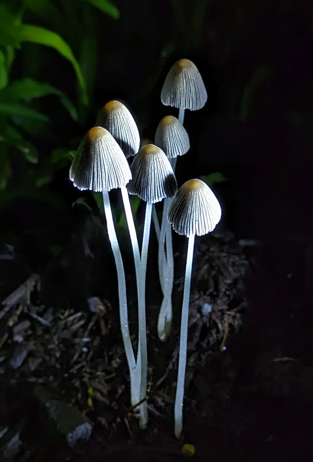 A close-up photograph shows several small, delicate mushrooms with pale, translucent stems and bell-shaped caps, growing in…
