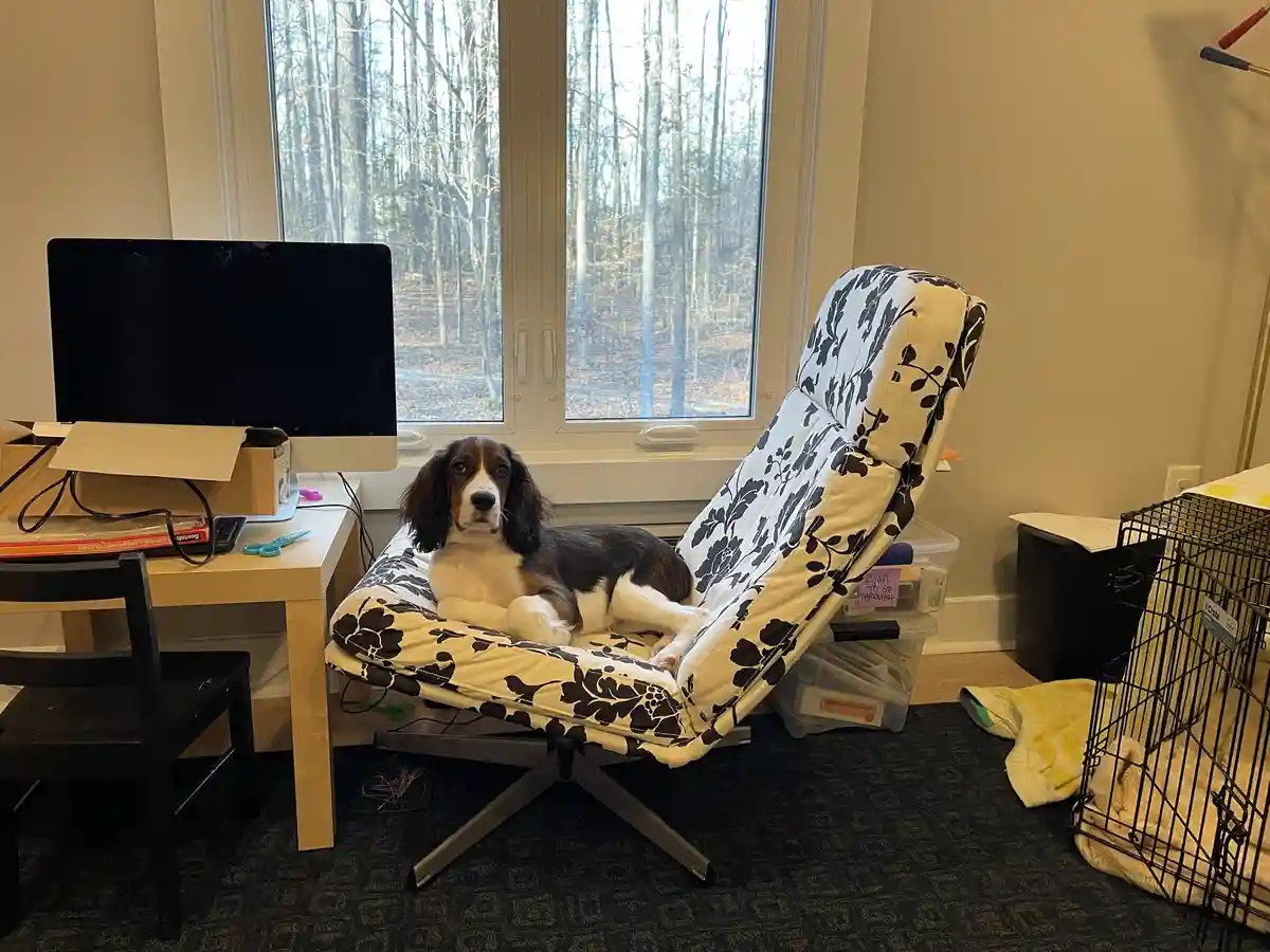 A brown and white dog with floppy ears is lounging in a recliner chair with a black and white floral pattern. The chair is…