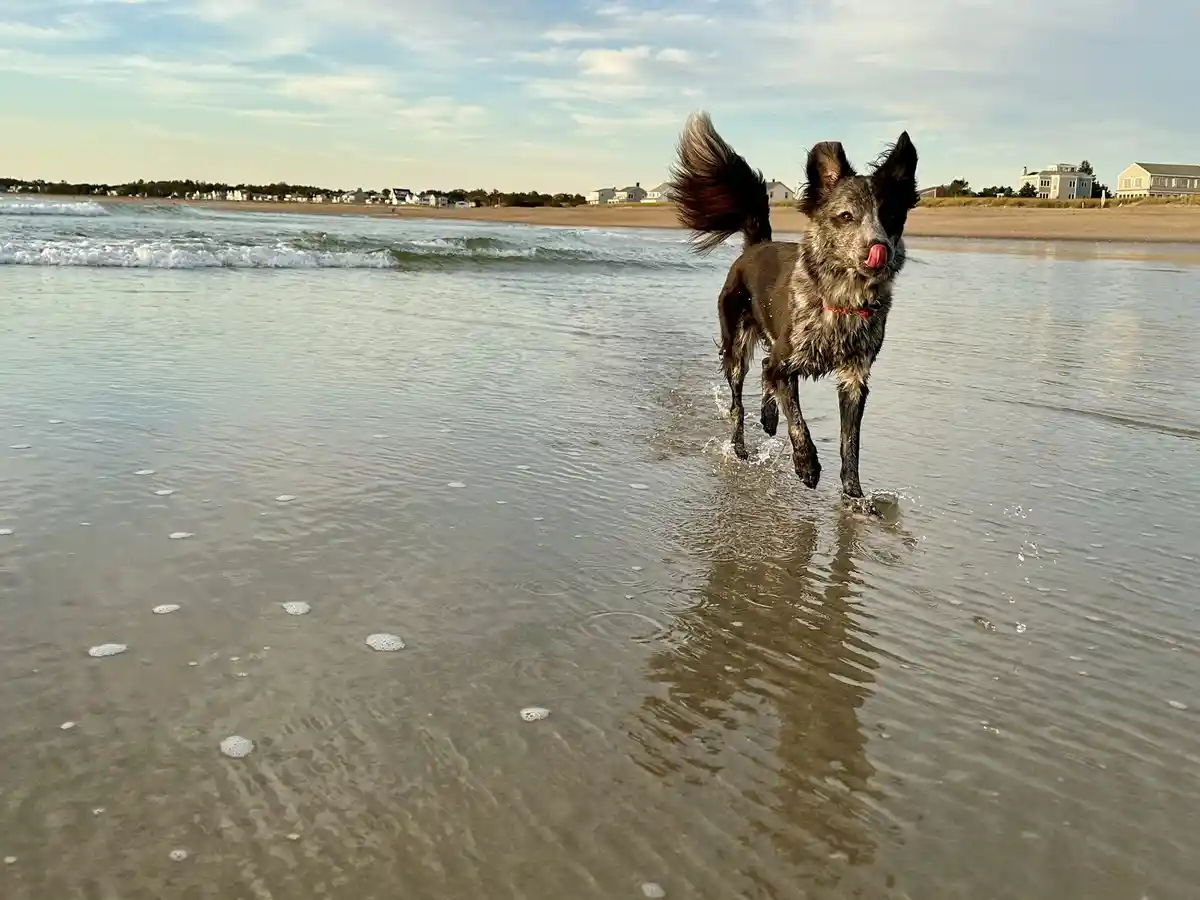 A black and gray dog with a red collar runs joyfully through shallow ocean water on a beach, its tail wagging and tongue…