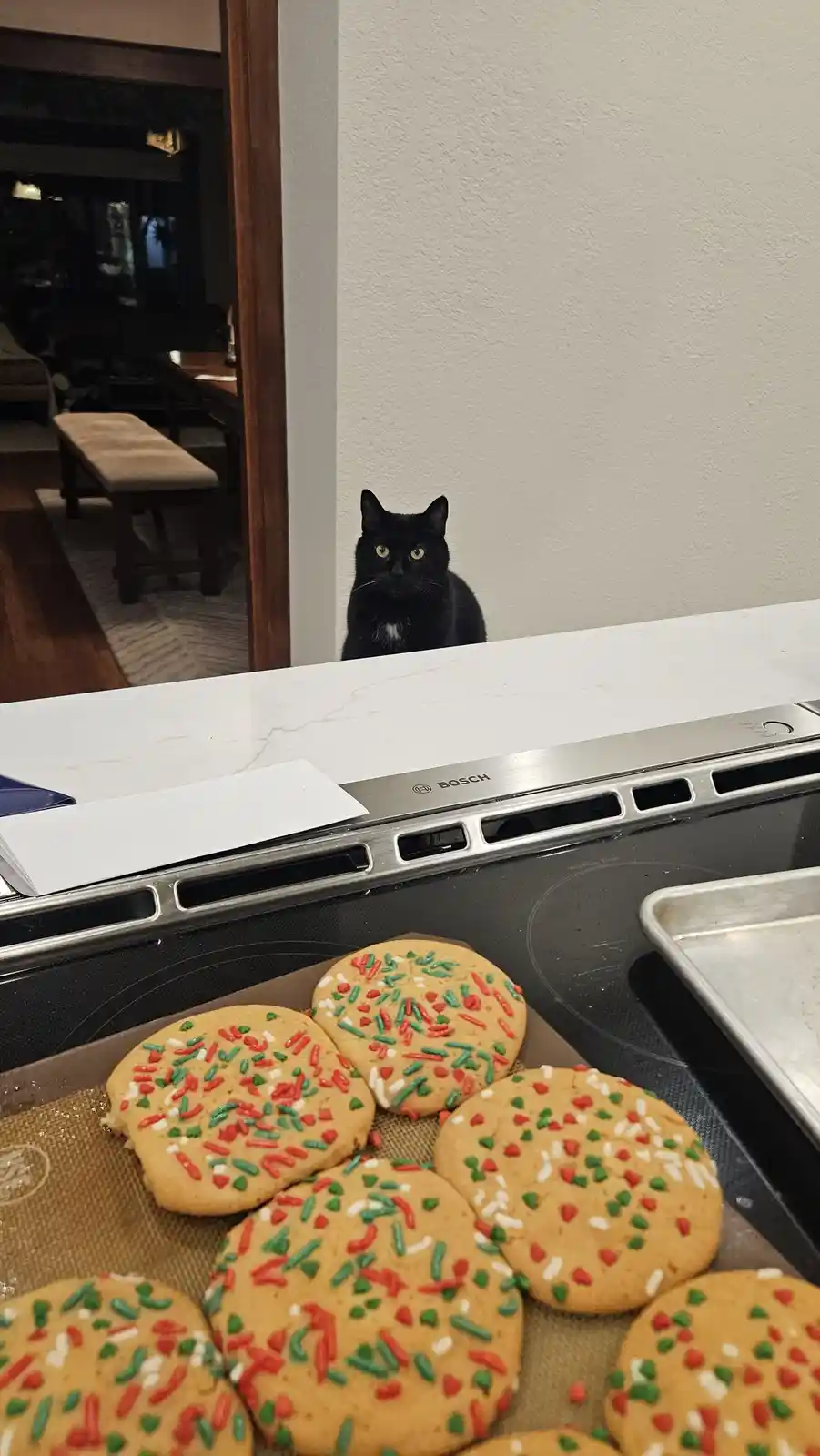 A black cat with yellow eyes sits alertly behind a white kitchen counter, staring intently at freshly baked cookies topped…