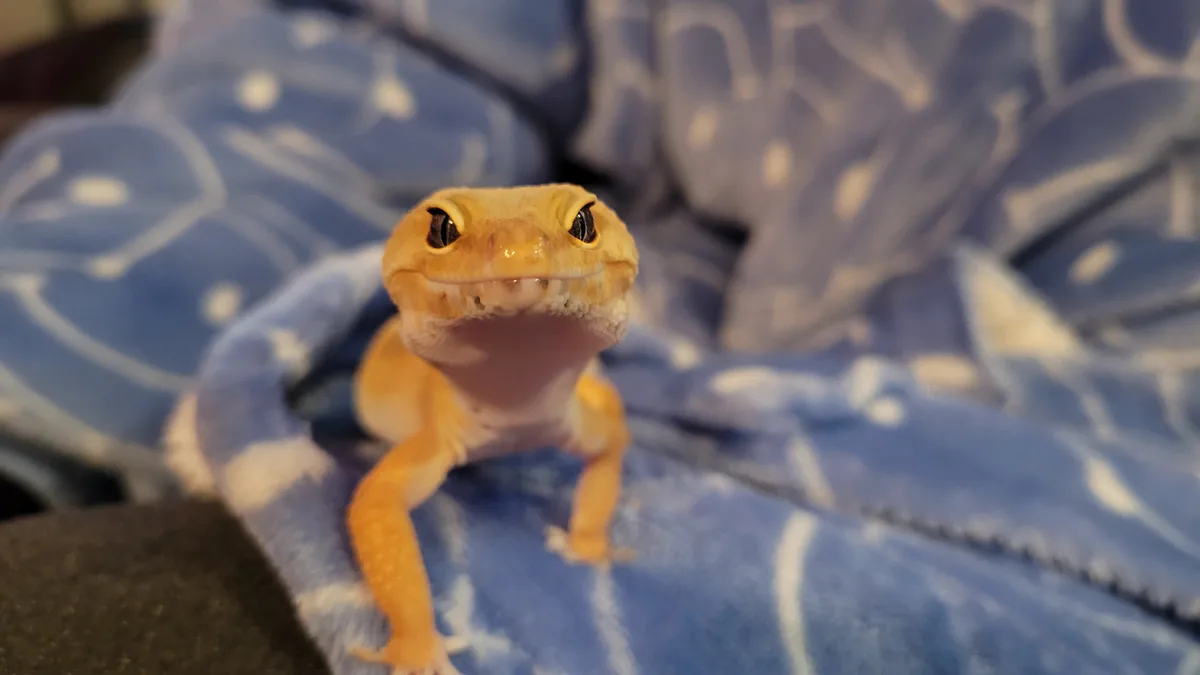 A close-up photo of a light orange leopard gecko with large, dark eyes and a slightly open mouth, looking directly at the…