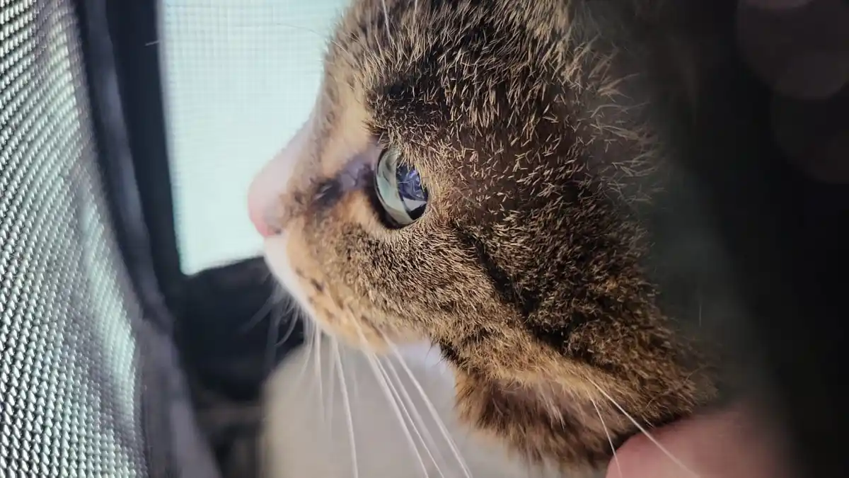 A close-up of a tabby cat's face, showing its eye and whiskers, looking out from behind a mesh screen. The cat's expression…