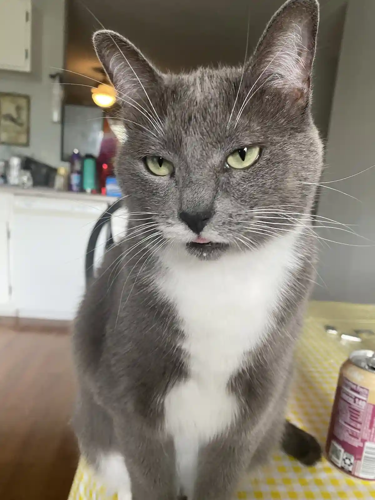 A gray and white cat with green eyes sits on a yellow and white checkered tablecloth, looking directly at the camera with a…