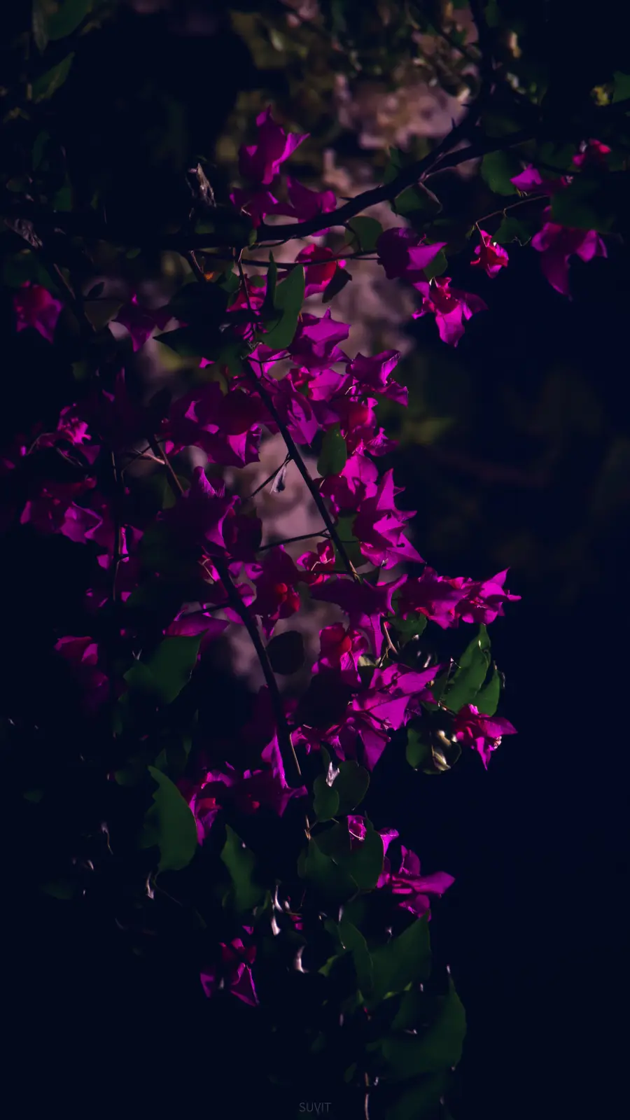 A dark, moody photograph of vibrant magenta bougainvillea flowers and green leaves illuminated against a black background…