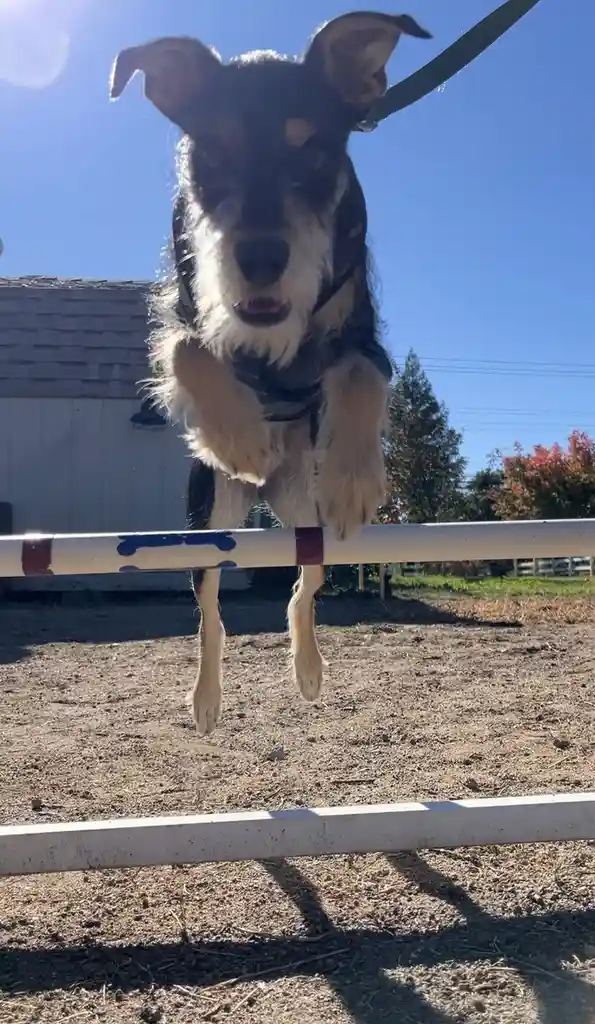 A black and tan dog, likely a miniature schnauzer, is captured mid-air while leaping over a white agility hurdle with red…