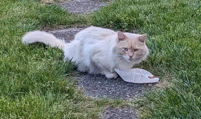 a fluffy white and light brown cat with blue eyes sits on a gravel path surrounded by green grass, looking directly at the…