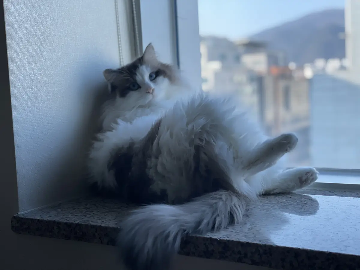 A fluffy, long-haired cat with blue eyes and white and gray fur is lounging on its back on a speckled windowsill, looking…