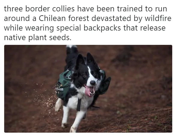 A black and white border collie runs energetically through a brown, pine-needle-covered forest floor, wearing a green…