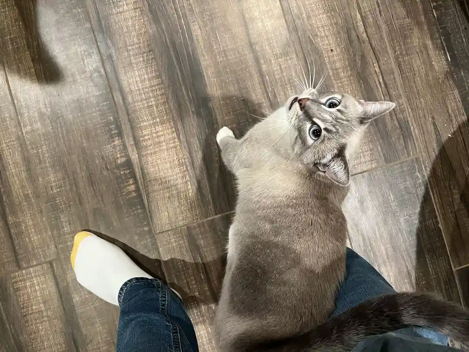Daily Dose of My Cat Ivy: Day 317