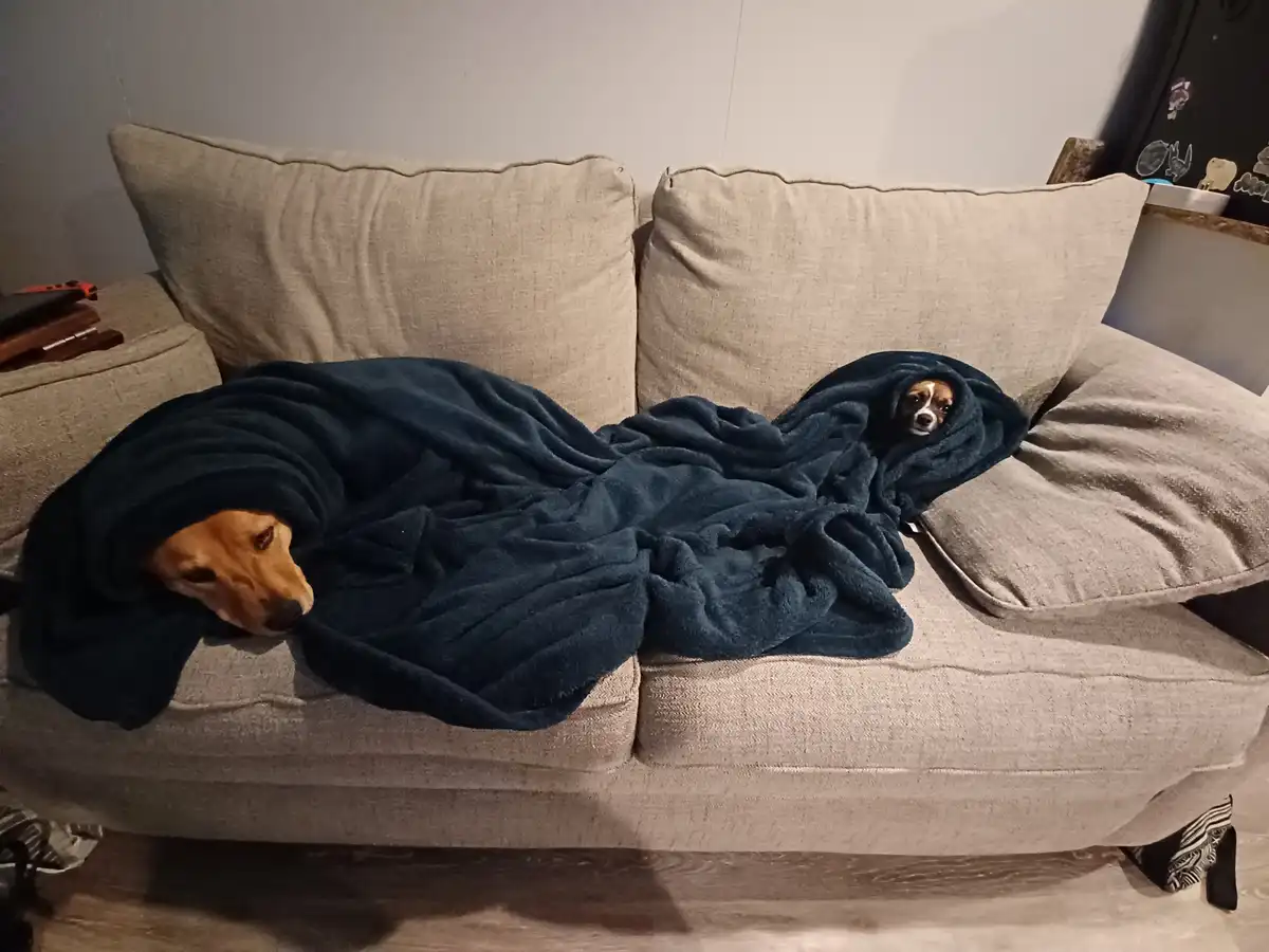 Two dogs are wrapped in a single dark blue blanket on a beige couch, one dog on the left is sleeping with its head out…