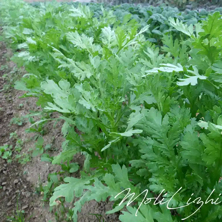 Rows of lush green, leafy plants growing in neat lines in a garden bed, with a watermark reading 'MoliLizhi' in cursive…