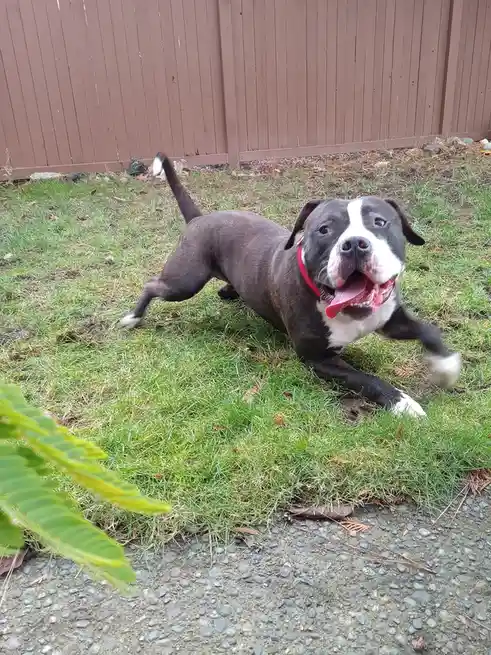 A black and white pit bull-type dog with a red collar is captured mid-motion on a grassy lawn, appearing to be running or…