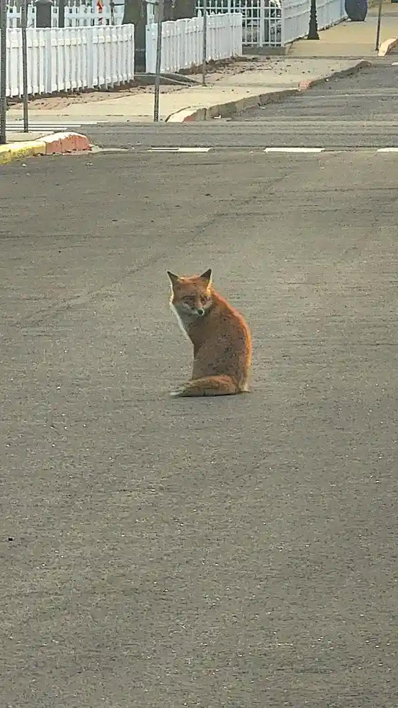 A Fox Relaxing on the Sidewalk