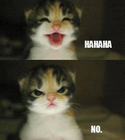 The image is a two-panel meme featuring a kitten. In the top panel, the kitten has its mouth wide open in a joyful…