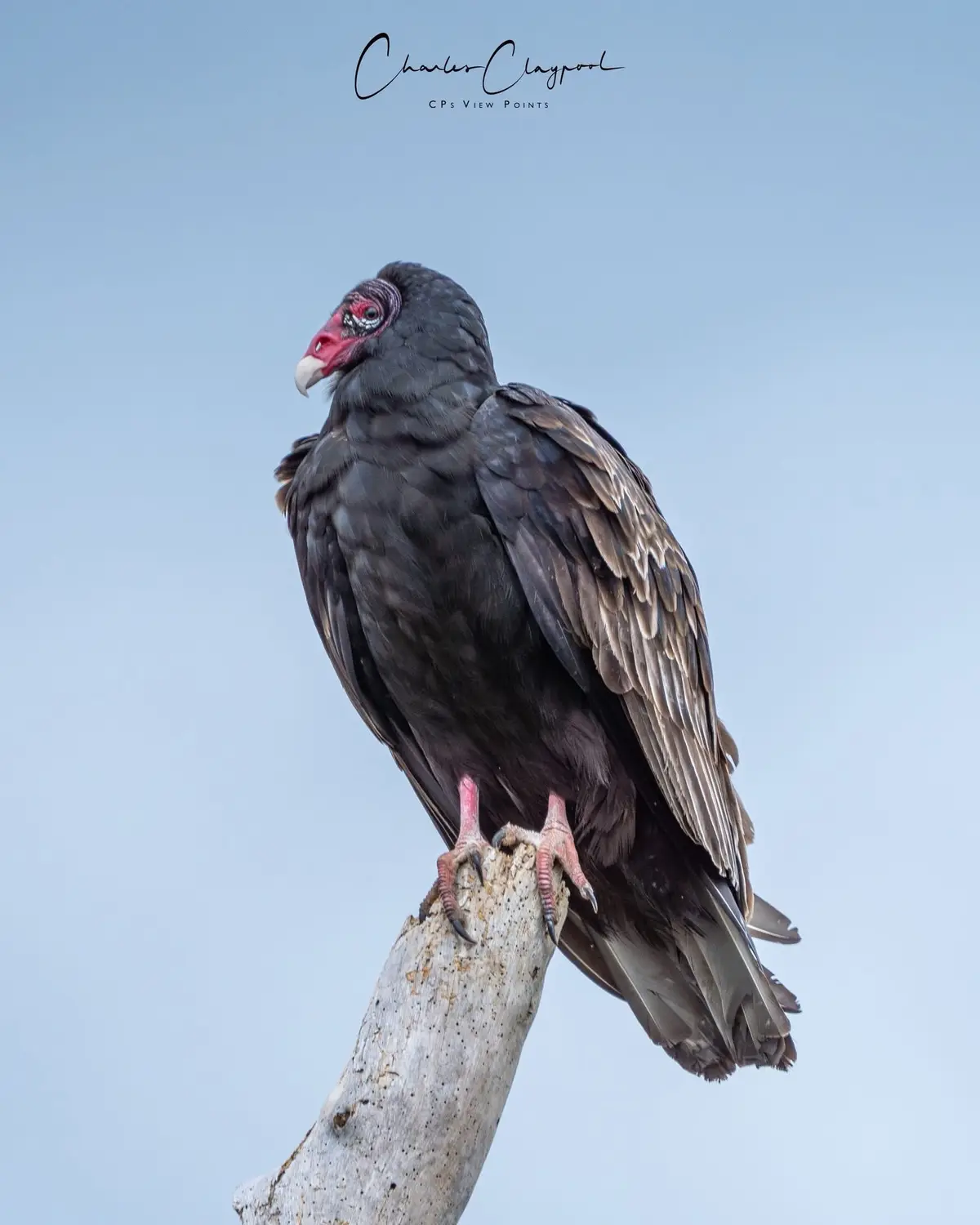 A turkey vulture with dark feathers, red head, and sharp talons perches on a weathered tree stump against a clear blue sky…