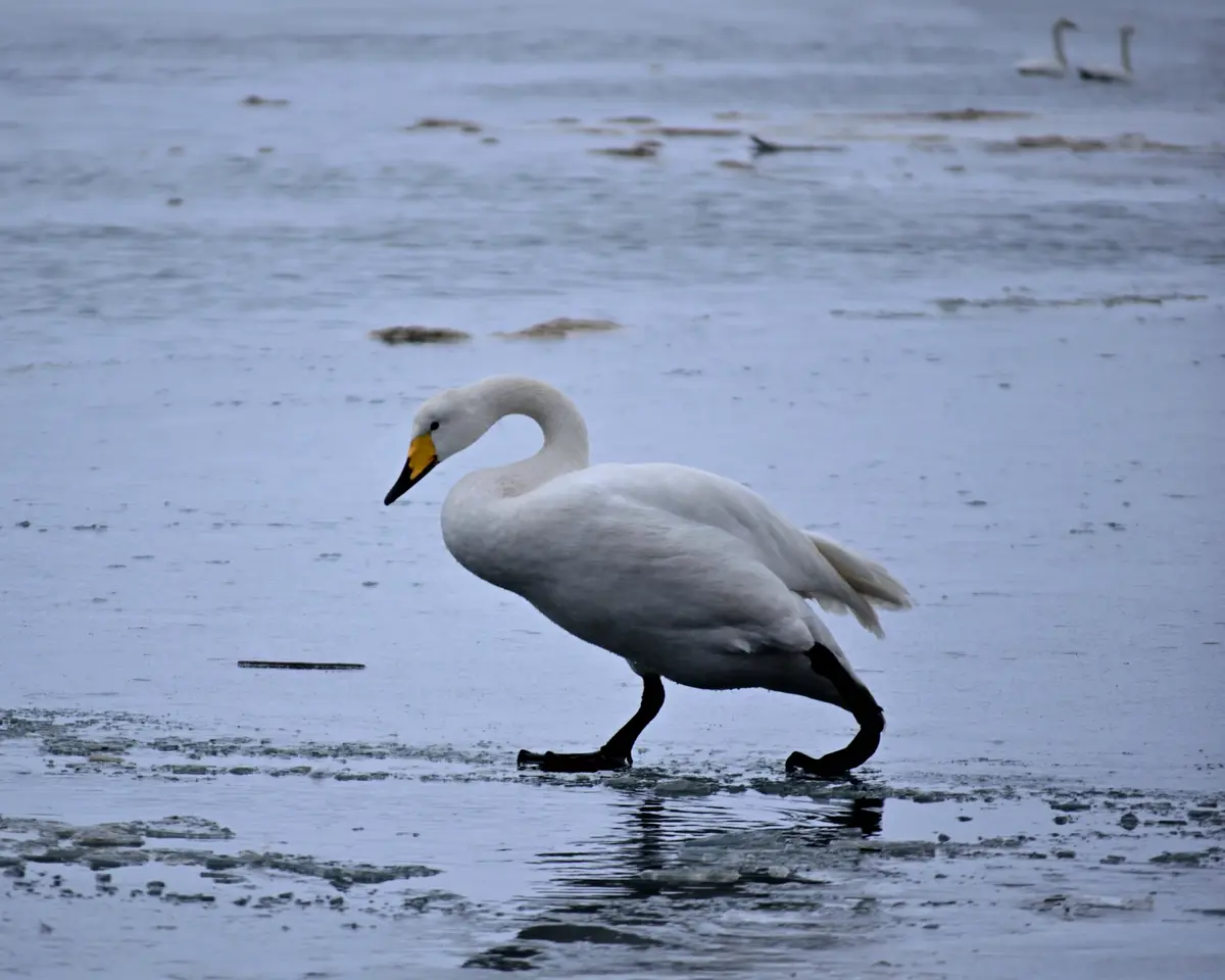 A white swan with a yellow and black beak is walking on a partially frozen body of water, its black legs stepping on ice and…