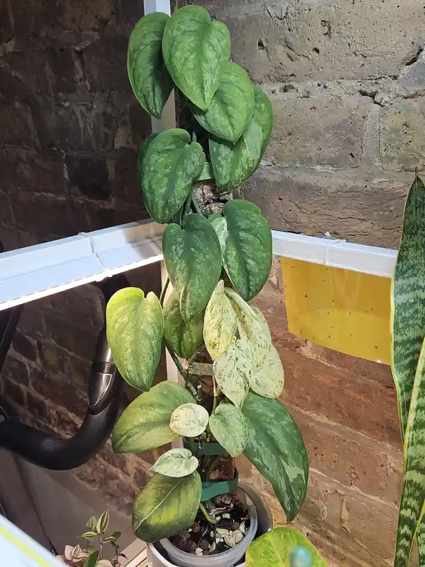 A variegated climbing plant with green and white leaves is growing vertically in a pot, some leaves are healthy green while…