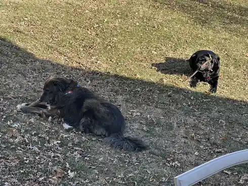 Two dogs are in a grassy yard scattered with dry leaves. One dog, on the left, is lying down chewing a stick. The other dog…