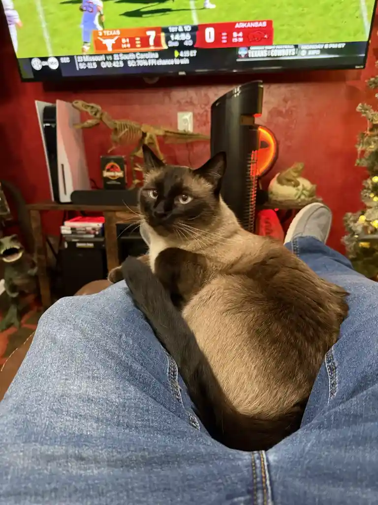 A siamese cat with dark points and light fur sits on a person's lap wearing blue jeans, looking directly at the camera with…