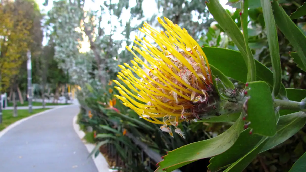 A close-up photograph shows a vibrant yellow protea flower in sharp focus, with its spiky petals and green leaves prominent…