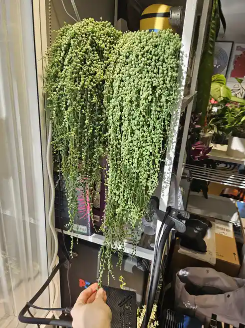 A person's hand holds a single strand of a lush, cascading green string of pearls plant, which is overflowing from a white…