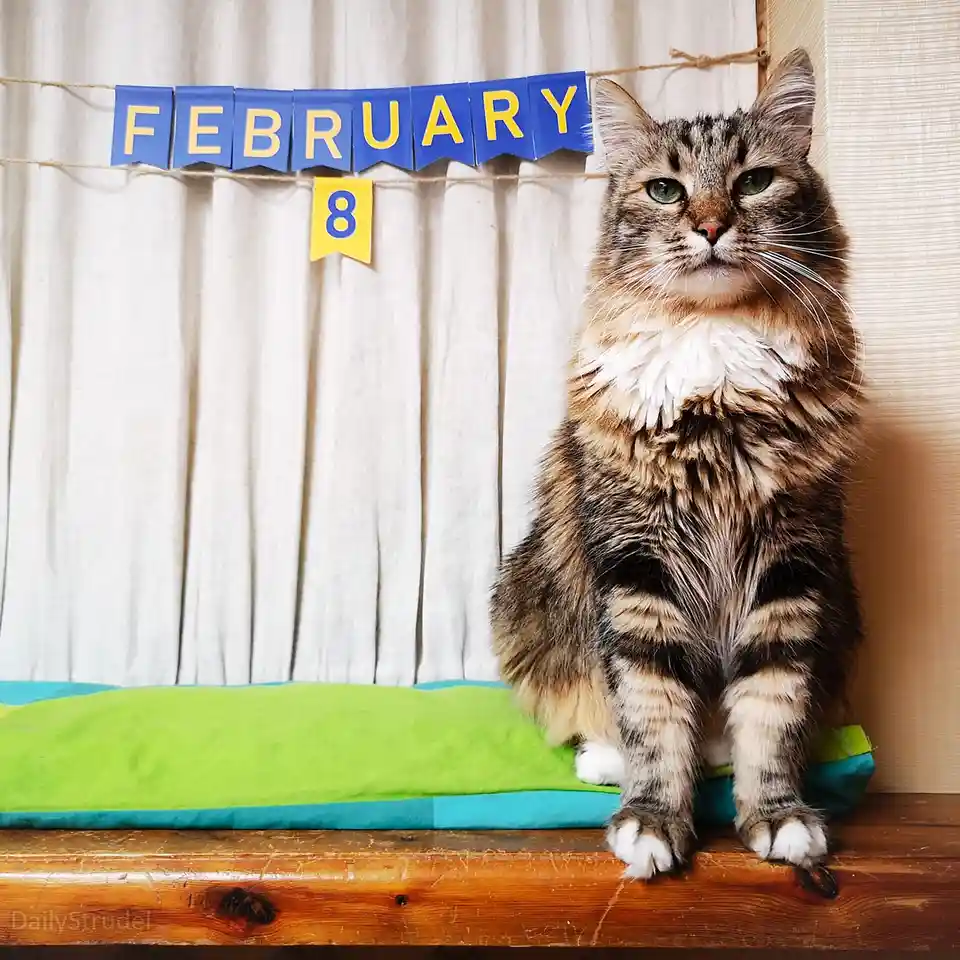 A fluffy tabby cat with green eyes sits regally on a green and blue cushion atop a wooden surface, looking directly at the…