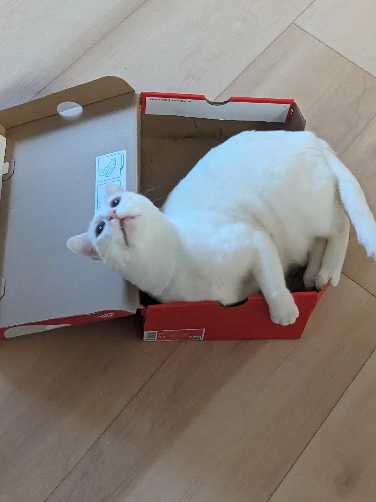 A white cat is stuck sideways in an open red shoebox, looking up with a slightly smug or unimpressed expression. The cat's…