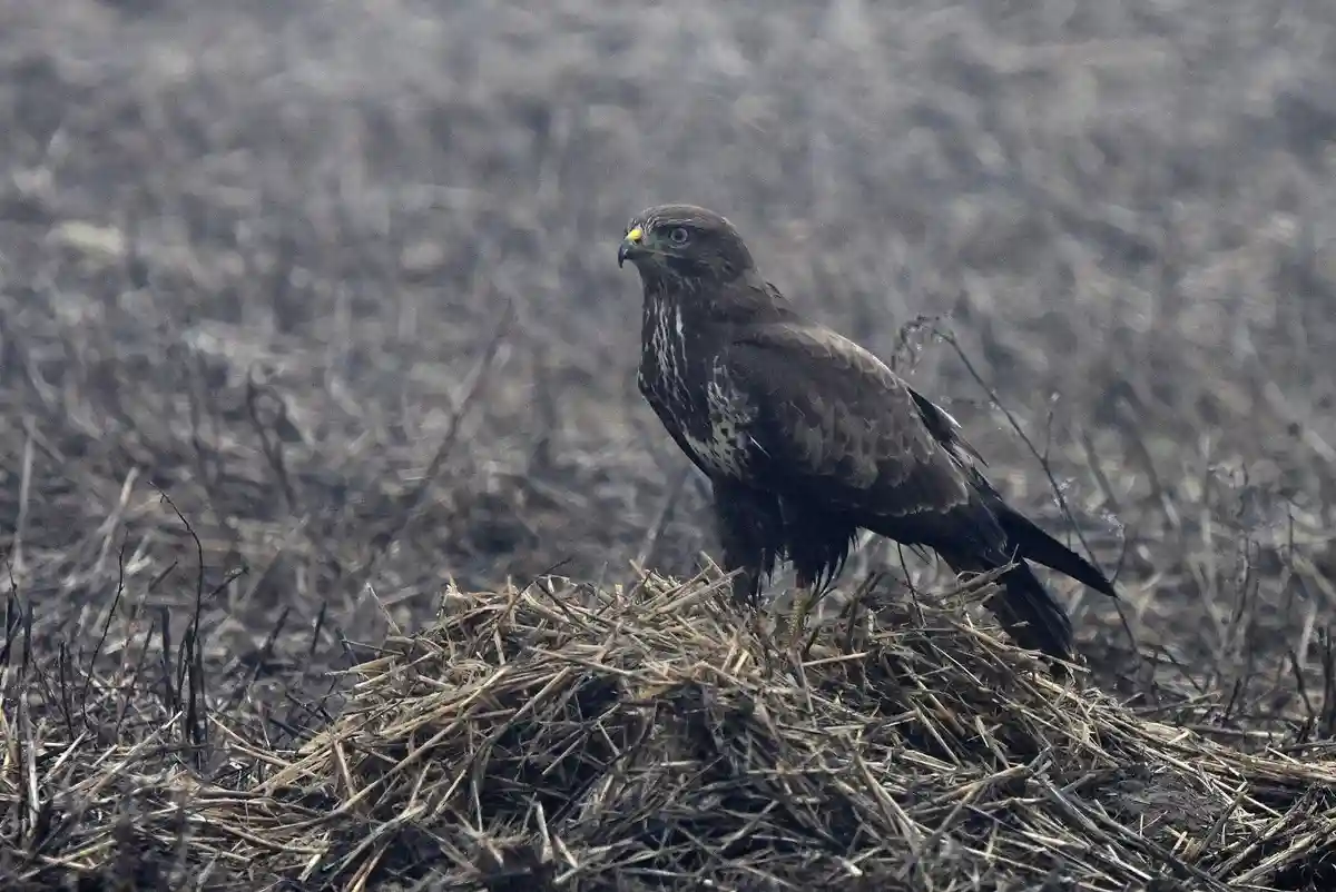 A large brown bird of prey, likely a buzzard, stands alert on a pile of dry straw in a field of burnt vegetation. The bird…