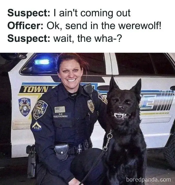 A police officer in uniform kneels beside a black police dog with its mouth open, showing teeth, in front of a police car…