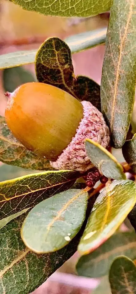 A close-up photo shows a single acorn with a textured, fuzzy cap attached to a branch surrounded by green leaves. The acorn…