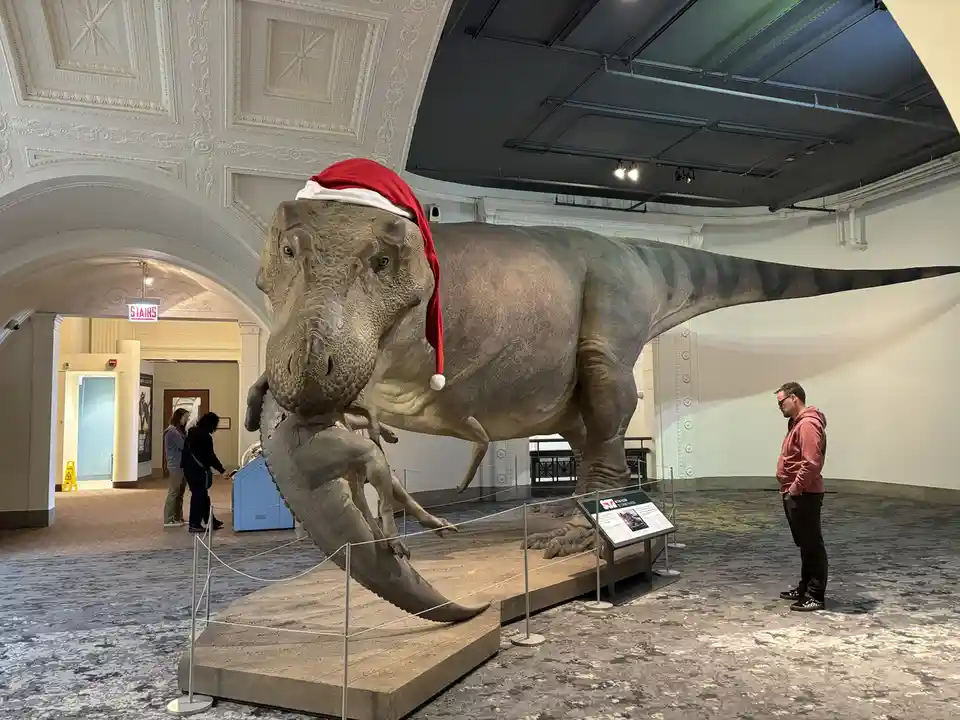 A large, realistic Tyrannosaurus rex dinosaur exhibit in a museum is wearing a red and white Santa hat. A man in a red…