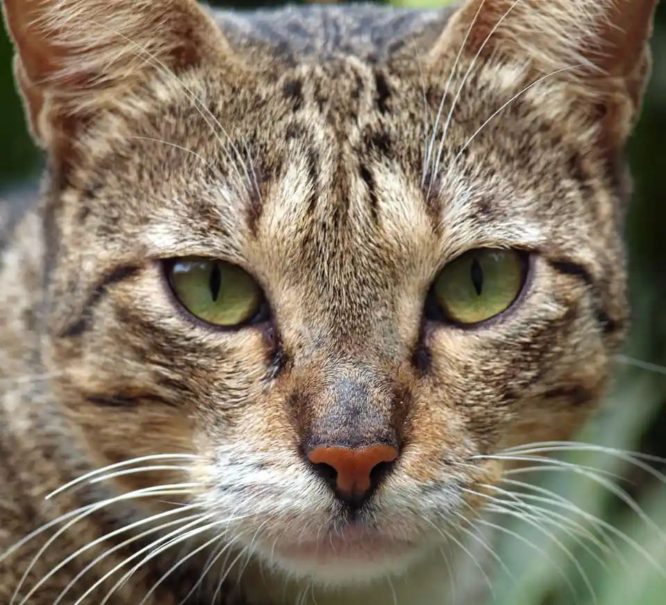 A close-up photo of a tabby cat with green eyes and a serious, unimpressed expression staring directly at the camera. The…