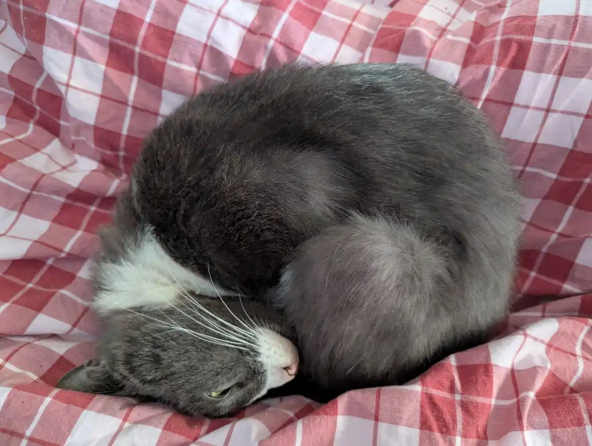 a fluffy gray and white cat is curled up tightly in a ball on a red and white checkered blanket, appearing to be sleeping or…