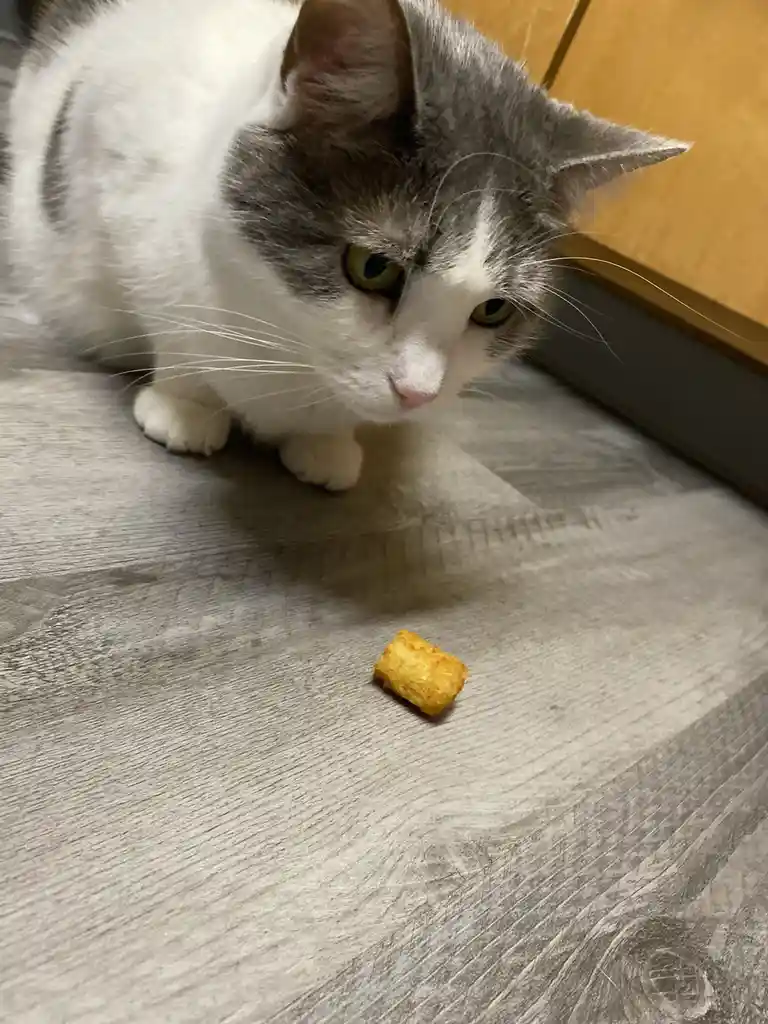 Sheeba: The Cutest Companion